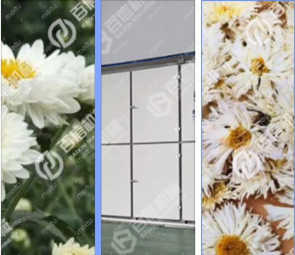 菊花烘干机
