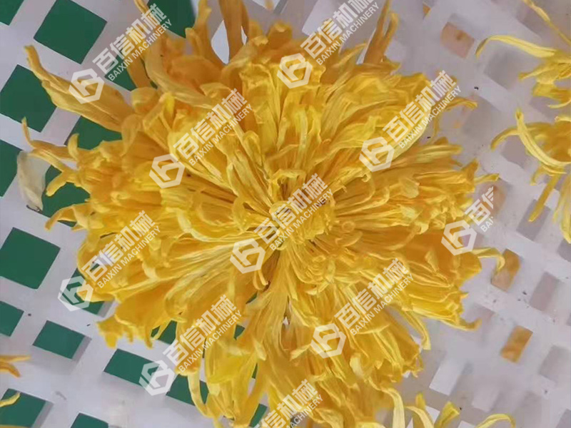 菊花烘干机