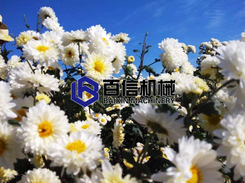 福白菊