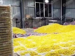 空气能菊花烘干机好用不解释