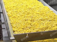 皇菊烘干机