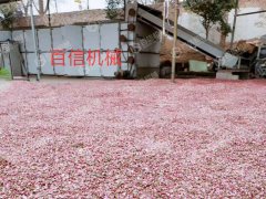 桃花烘干现场