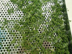 小型海苔烘干现场