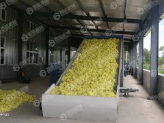 黄蜀葵花烘干现场